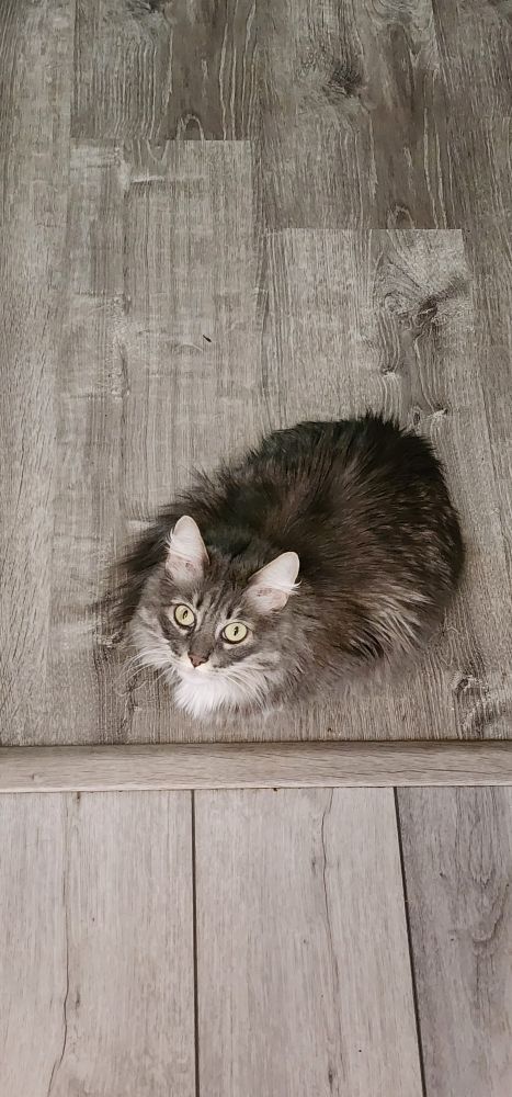 Picture of my cat loafed up right at the edge of where my kitchen starts