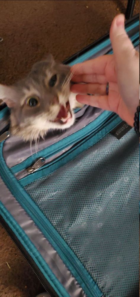 Picture of me trying to pet said grey/white cat in my luggage and her trying to bite me