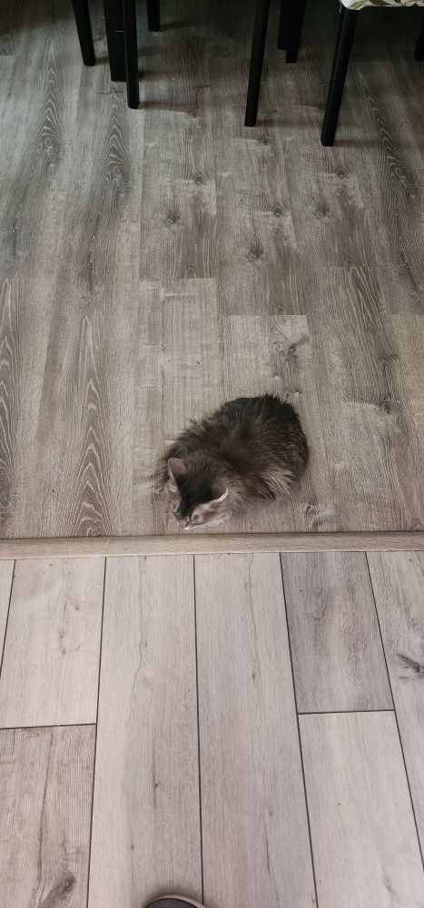 Picture of my cat loafed up right at the edge of where my kitchen starts
