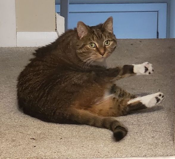 Picture taken of my cat, looking back over her shoulder with both back paws up in the air. She looks rather silly.