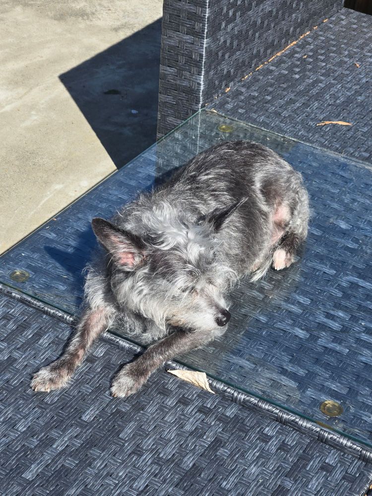 Little gray terrier mix basking in the sun, lying on outdoor furniture.