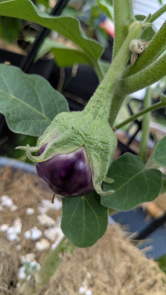 Black Beauty Eggplant 