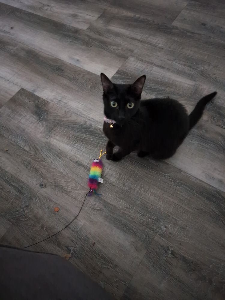 A small, black cat with green eyes sits on the floor and plays with a rainbow toy