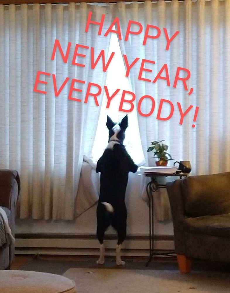 Viewed from behind: a bossy Border Collie mix stands and parts the curtains in a picture window to survey and address her subjects: Happy New Year, Everybody!