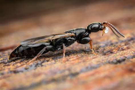 another bethylid wasp