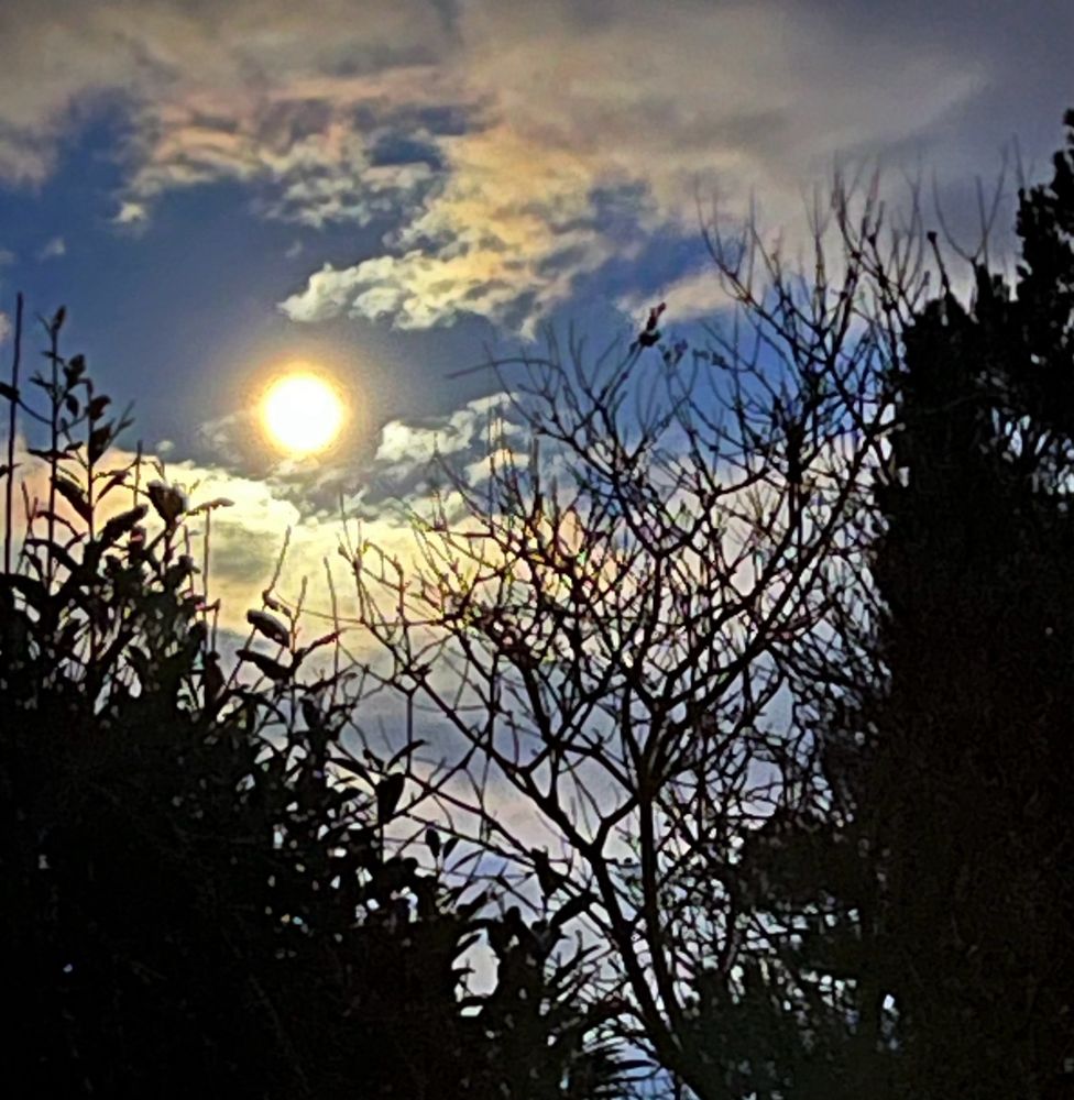Strahlender voller Mond am  wolkigen Abendhimmel über Sträuchern.