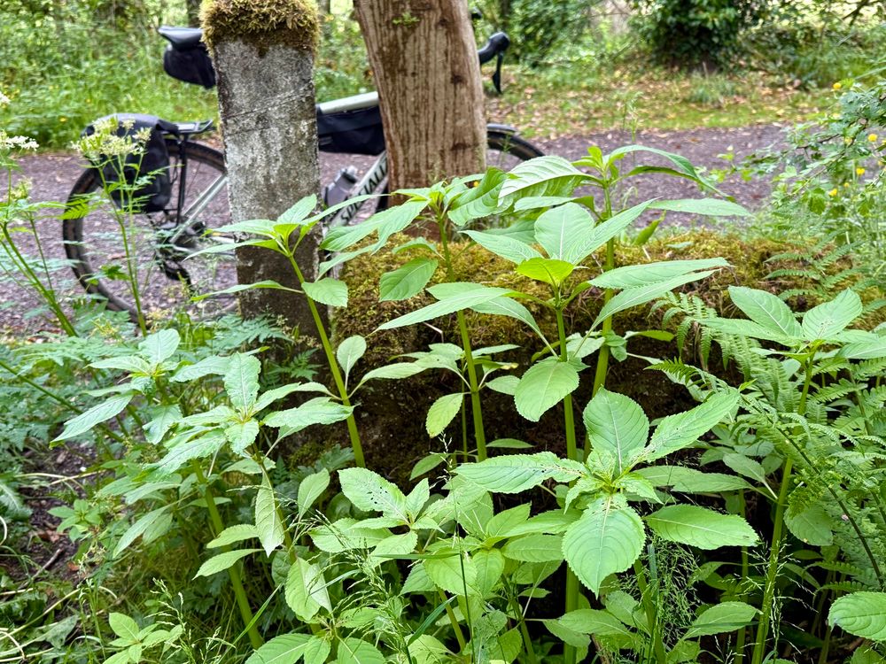 Invasive Himalayan balsam plant growing beside a cycle trail