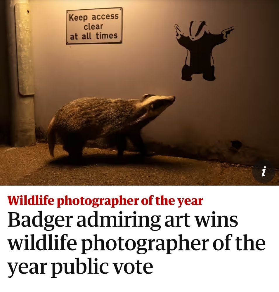 News article about the winner of wildlife photographer of the year, showing a real badger looking at a painting of a badger.