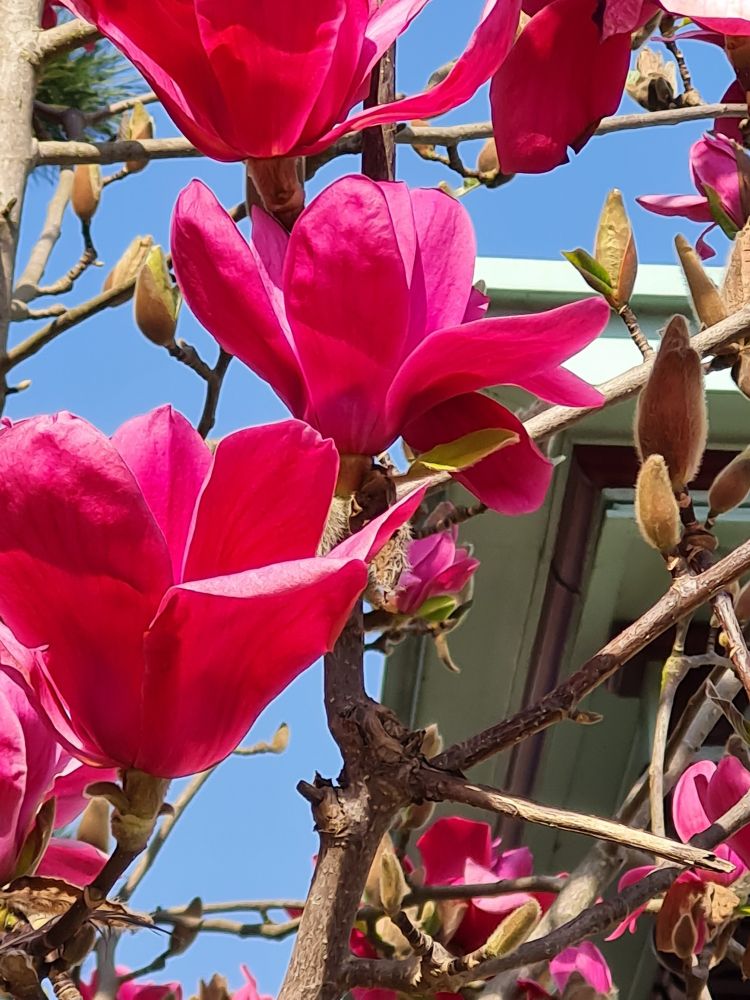 Leuchtend pinke Magnolienblüten am Baum vor einem knallblauen Himmel. Im rechten unteren Viertel sieht man im Hintergrund allerdings ein Gebäudeteil
