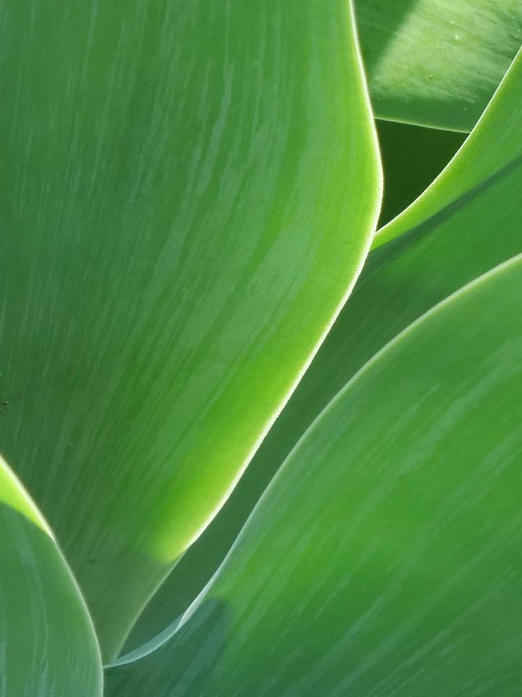 Close up view of a foxtail agave plant, leaves with the sun behind them. The texture of the leaves is visible.