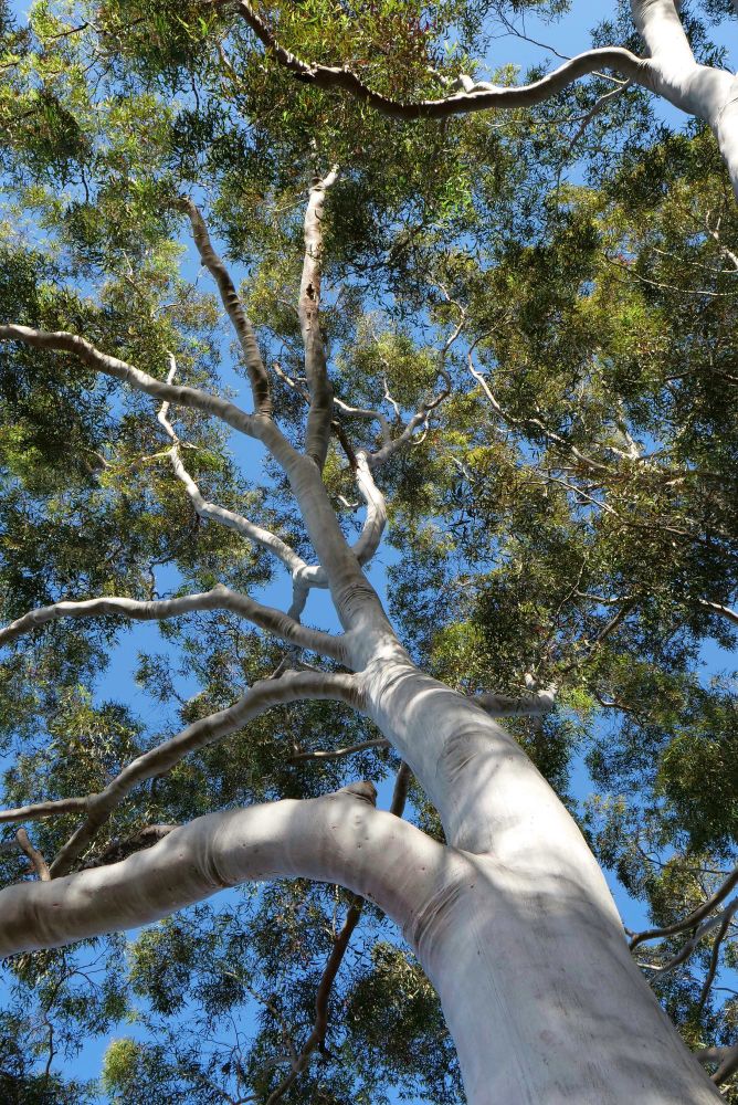 Looking up at a large eucalyptus tree. Some of the trunk is in the sun, most in the shade. The top of the tree branches and leaves are in the mid afternoon sun. A branch of another tree is seen in the top right of the frame. Blue sky can be seen between the branches and leaves.