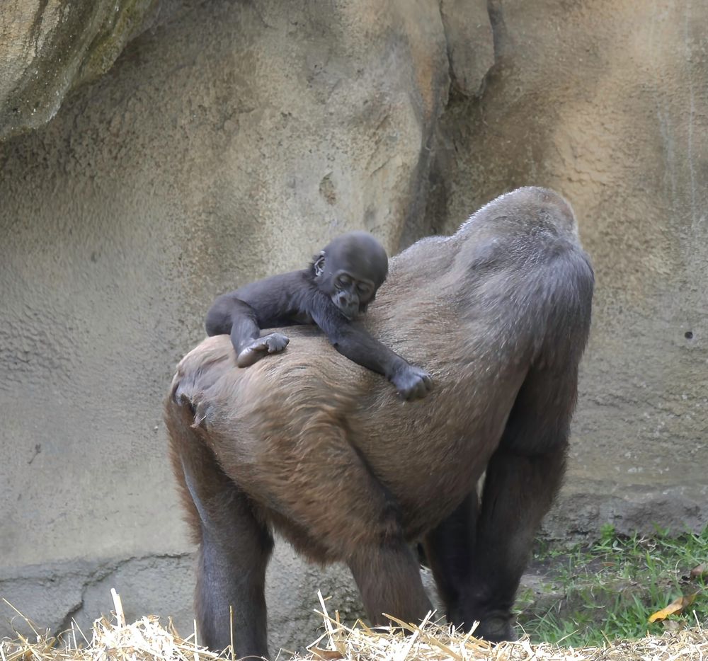 A baby gorilla asleep on the back of a female gorilla. The baby is facing the camera, the female is looking away, at a large rock-like wall. Both are in an enclosure at a zoo.