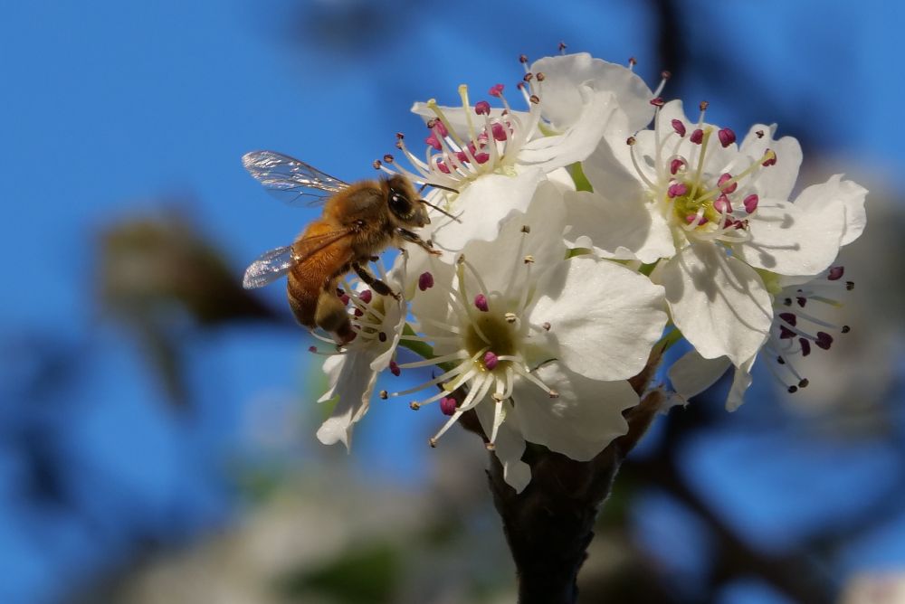 What is possibly a Manchurian Pear flower, with a bee collecting pollen. In the background is branches of the tree and sky.