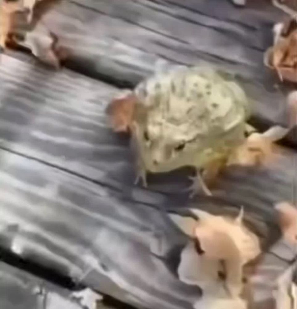 a group of frogs are sitting on a wooden deck .