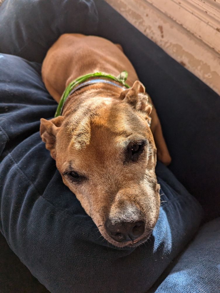 A cute and sweet tan dog snoozing on a couch in the afternoon sunlight.
