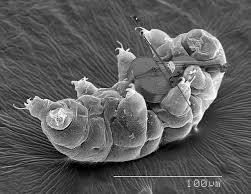 A tardigrade playing a violin viewed under a microscope. 