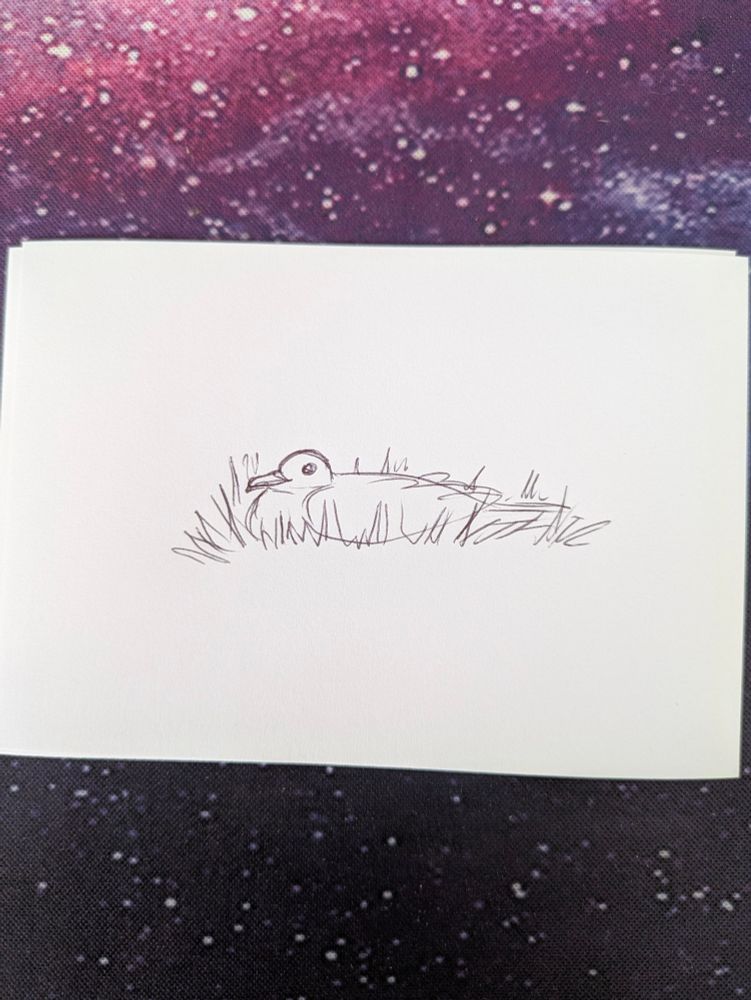 A pen doodle of a dove-like bird sitting flat in the grass. It looks like a comfortable, flat ball of dough.