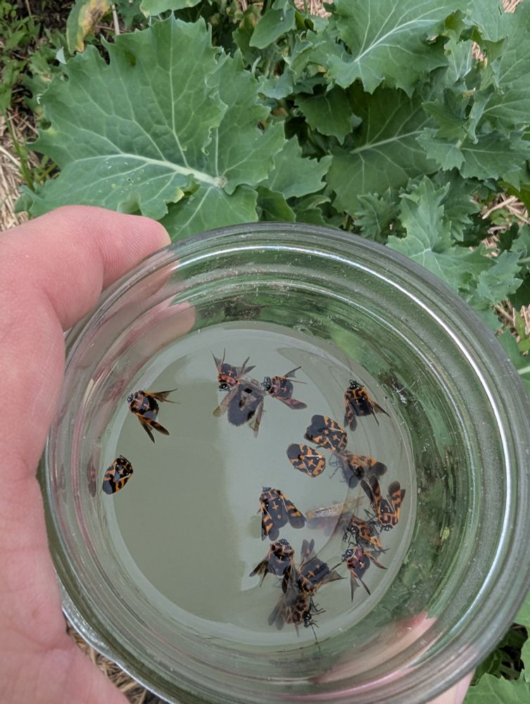 Mason jar with about a dozen or so harlequin bugs drowning in water mixed with dish soap.