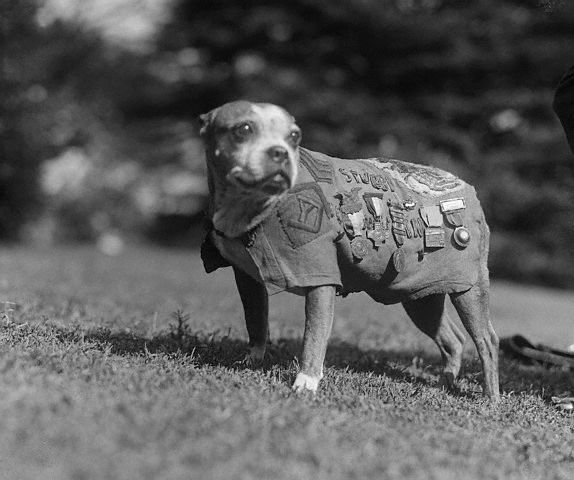 Sergeant Stubby showing off the nearly dozen medals awarded for his service during WWI