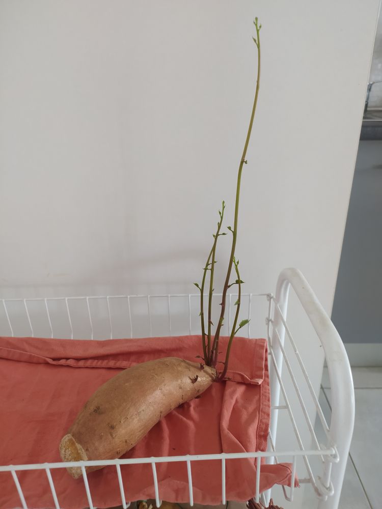 Batata doce de casca laranja numa fruteira de aramado branco forrada com pano de prato cor terracota. Em uma das extremidades brotos crescendo, o caule mais longo passa de 30cm.