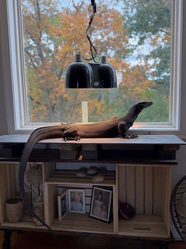 A ridiculously large lizard resting atop a sidetable beneath a large, ceiling-suspended heat lamp. At the bottom of the side table, shrouded in shadows and darkness, are photographs of the owner's physical human children