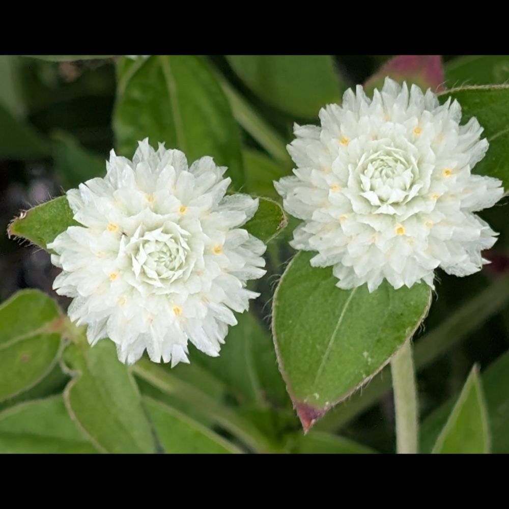 Flowers at a local shopping center.