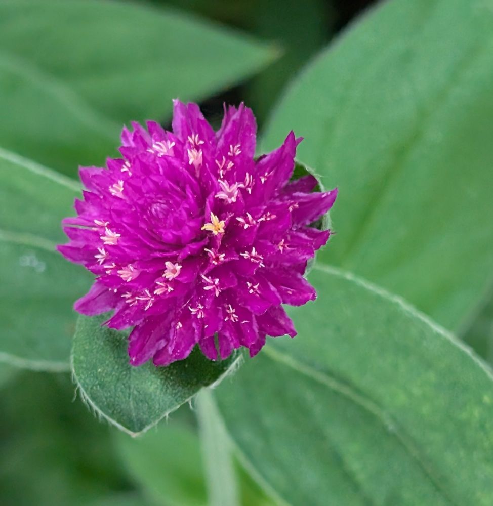 Flowers at a local shopping center.