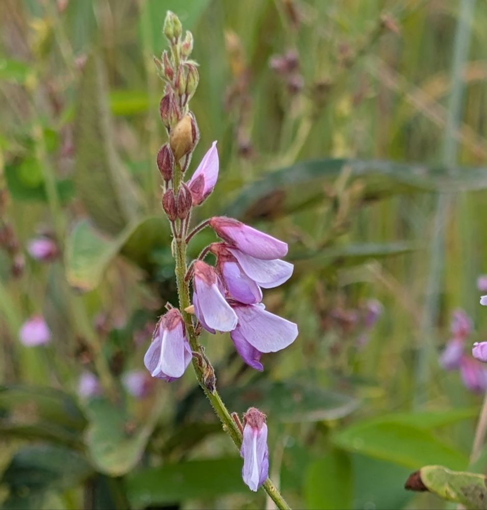 Flowers, from a parking lot and from a local nature center.