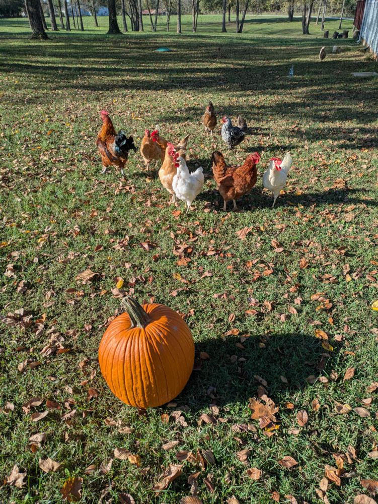 Chickens curious about a pumpkin on the ground