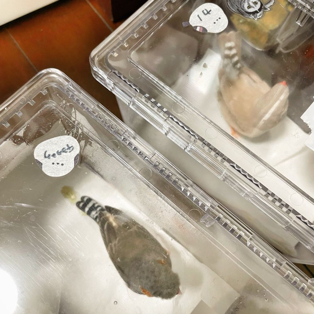 キンカチョウのチヨタロウとカノ