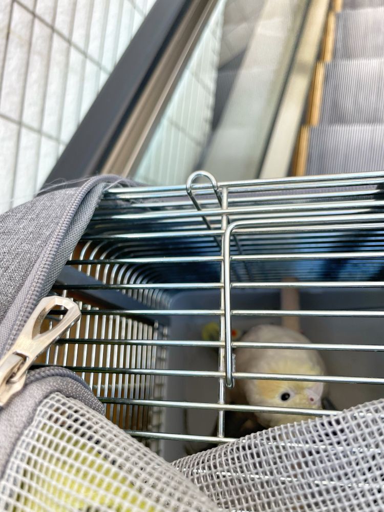 オカメインコのヨシヒ子移動中