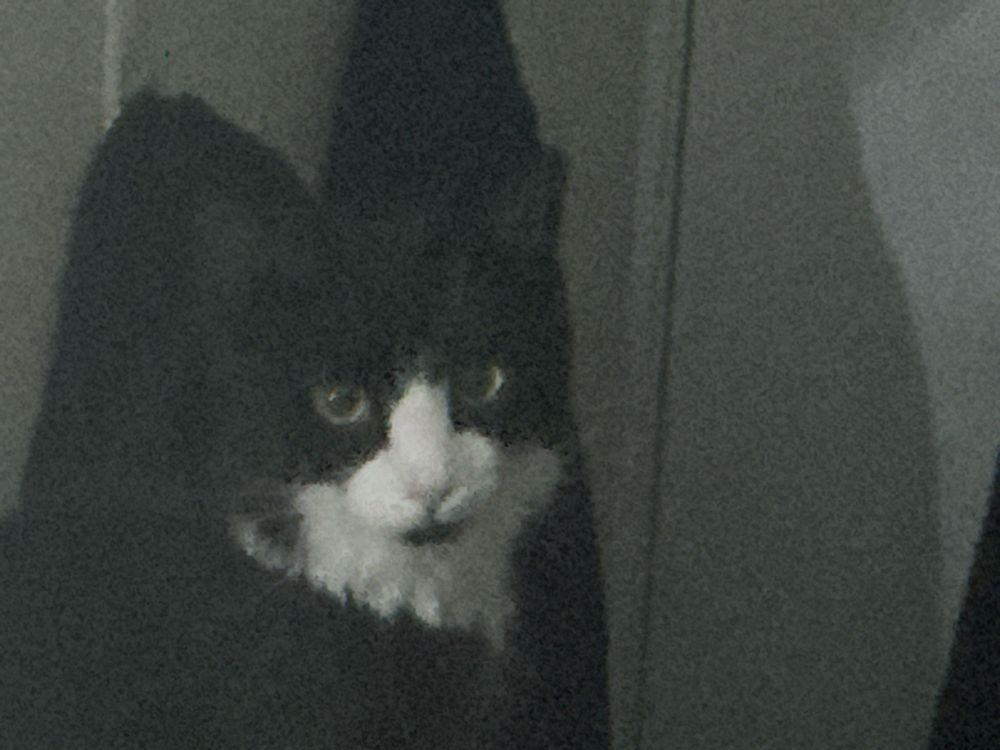 A criminal tuxedo cat who is up to no good ever he’s a bad little thing he acts like he was free with those big oversized feet of his 