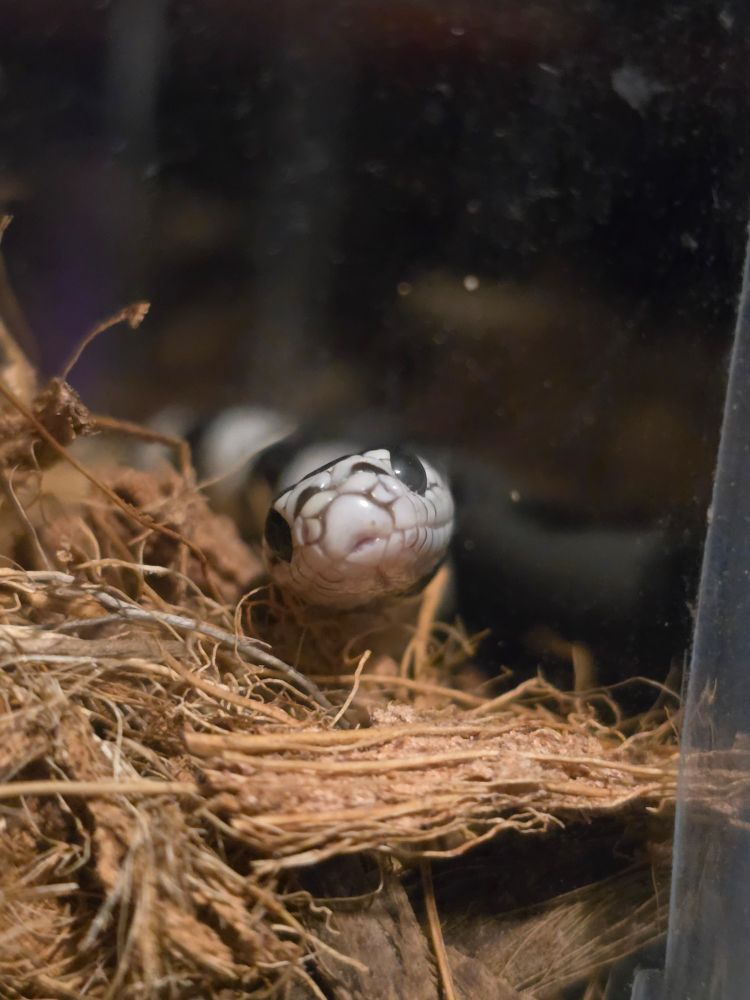 A black and white king snake looking at the camera