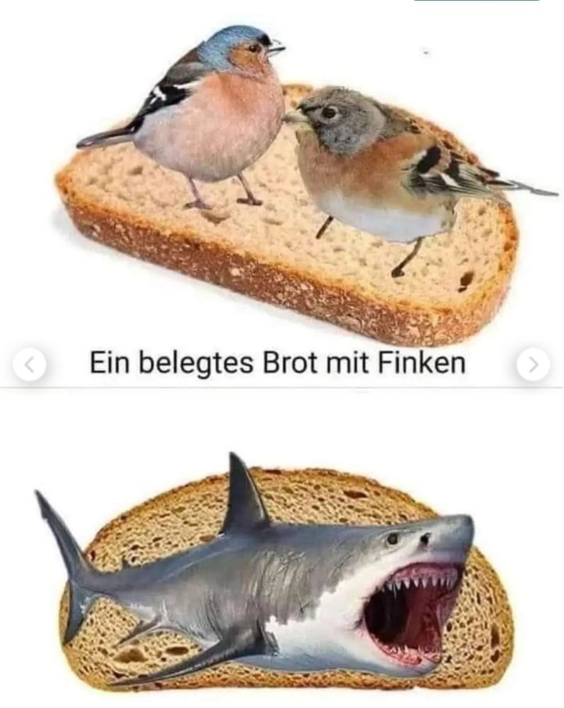 In der oberen Bildhälfte ist eine Scheibe Brot mit 2 Vögeln zu sehen, in der unteren eine Scheibe Brot mit einem Hai darauf. Dazu der Text "Ein belegtes Brot mit Finken"