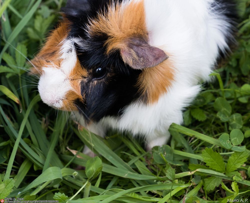 Guinea pig with white, black and brown color on a grass field. 