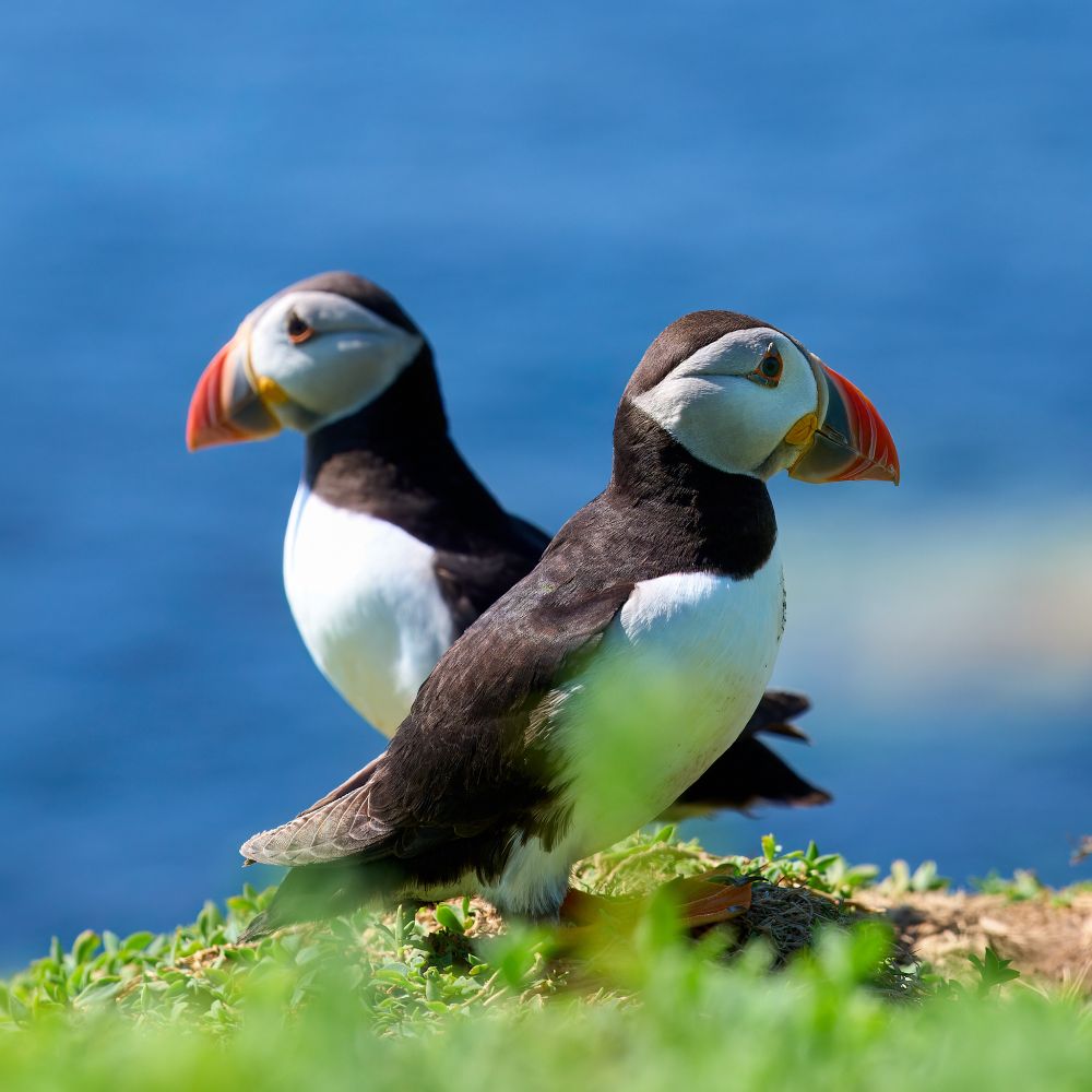 Two Atlantic puffins with distinctive black and white plumage and colorful orange, red, and yellow beaks perched on a grassy cliff edge against a bright blue sky background.