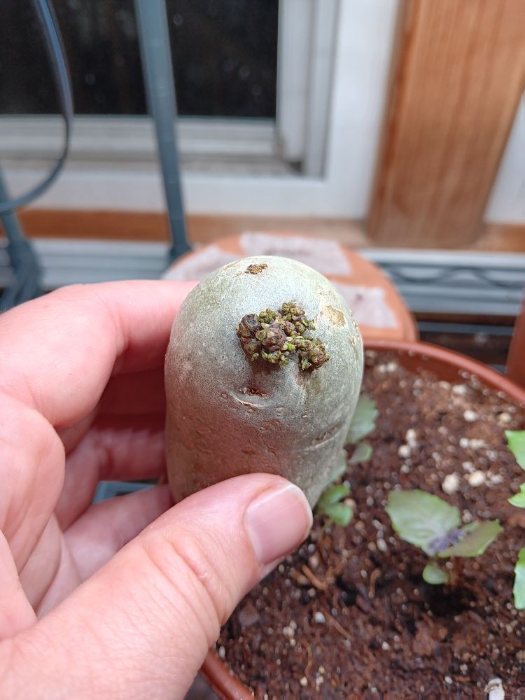 A very green potato with a lumpy green sprout coming from the end. 