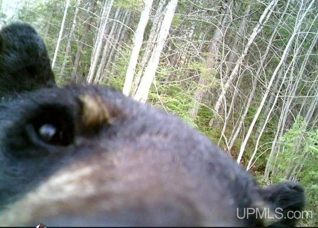 A curious black bear sniffing a trail cam