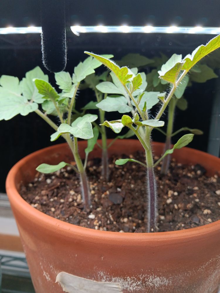 Tomato seedlings in a terra cotta pot