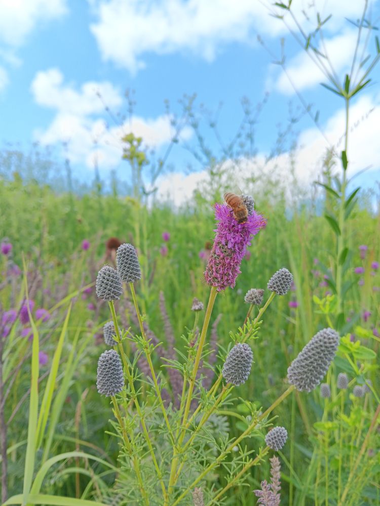 A bee on a stalk of purple prairie clover, in a field of wildflowers under a blue sky with fluffy white clouds.