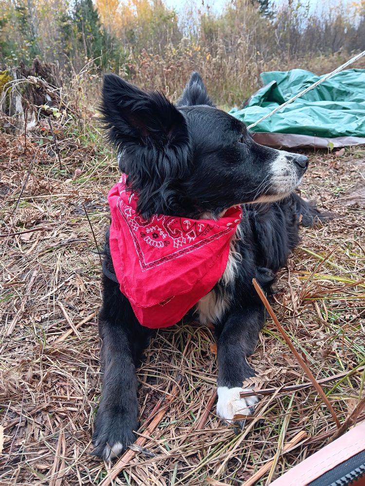 Dog wearing a red neckerchief, staring into the distance 