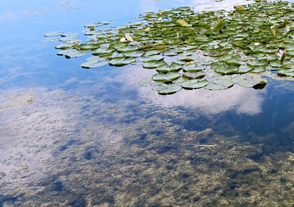 Clouds of green pond plants beneath clouds reflected on the water