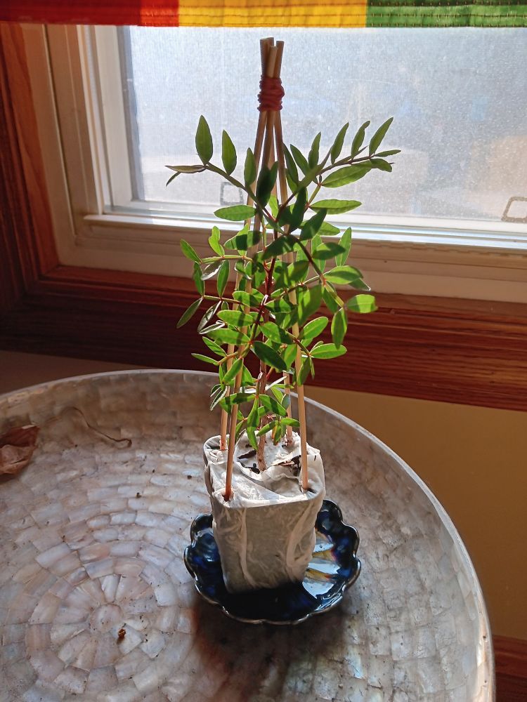Tree seedling when I first got it. Look how cute!