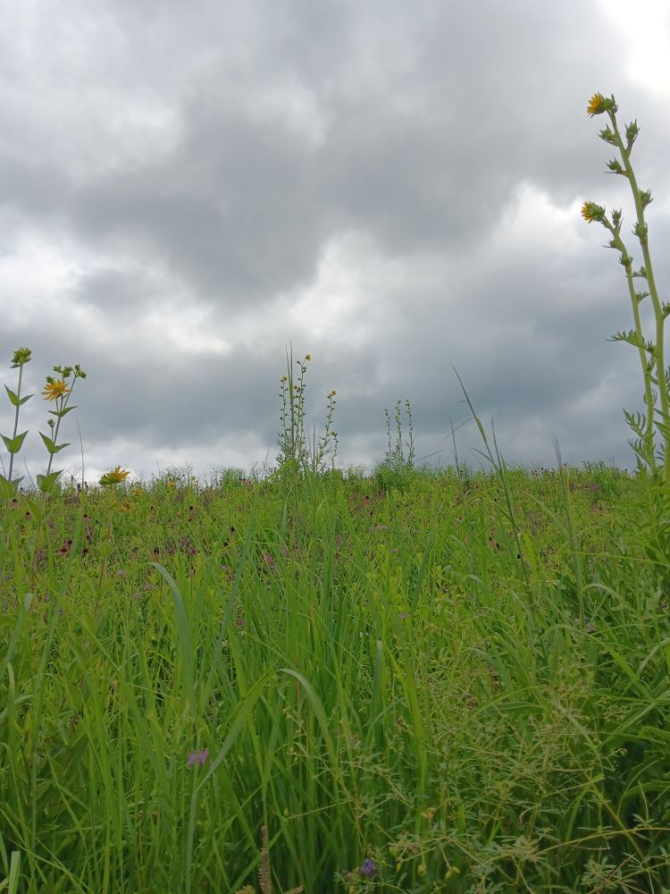 A hill covered in bright green prairie grasses, dotted with echinacea and purple clover. Tall stalks of yellow flowers (compass plant?) rise above the prairie in the foreground. The sky overhead is full of stormy grey clouds.