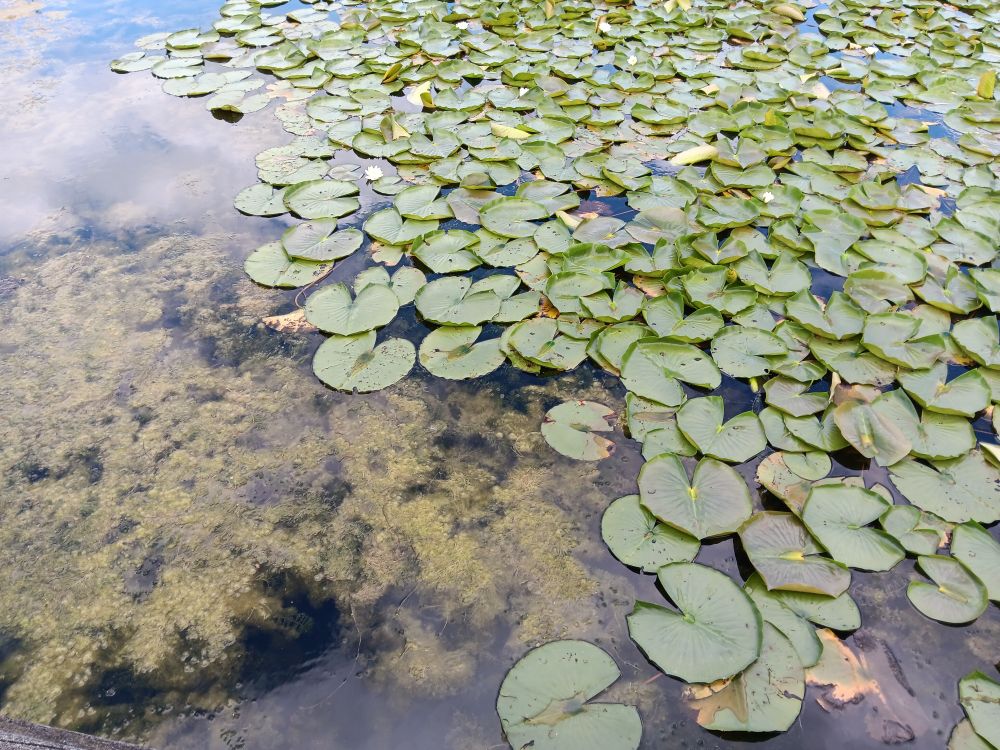 Lily pads on a pond. Aquatic plants are visible below the surface.