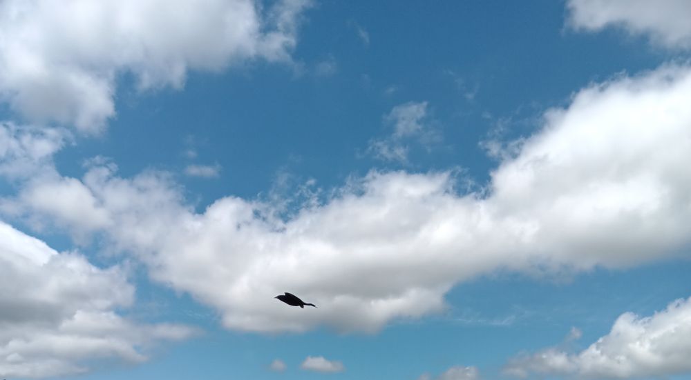A red wing blackbird crosses a blue sky with white clouds