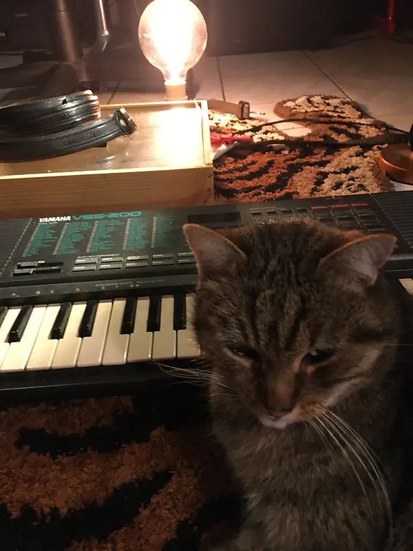 un chat et un yamaha VSS-200