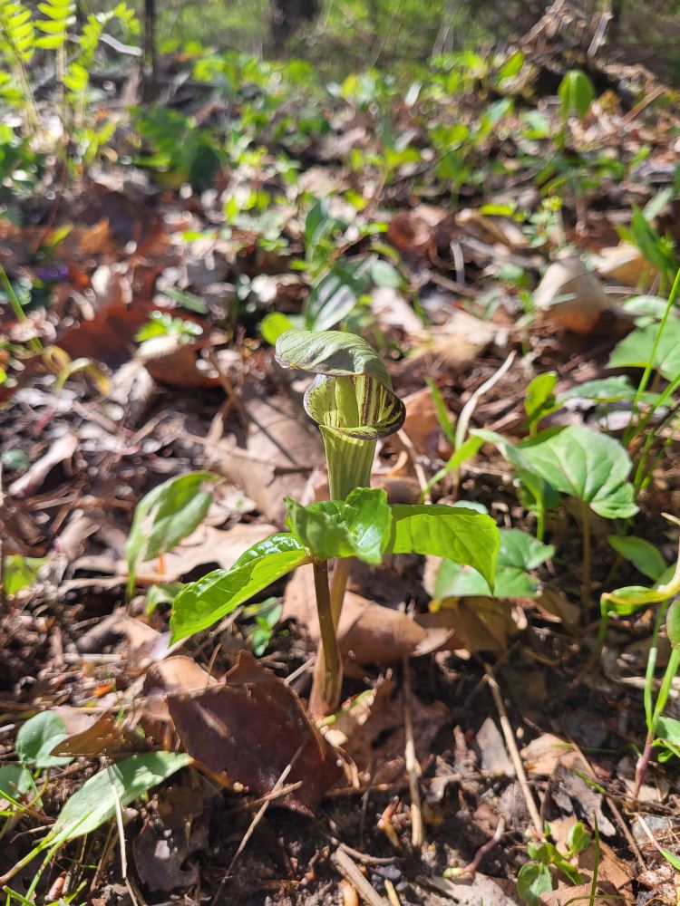 Jack in the pulpit: a vase-looking plant native to Eastern North America 