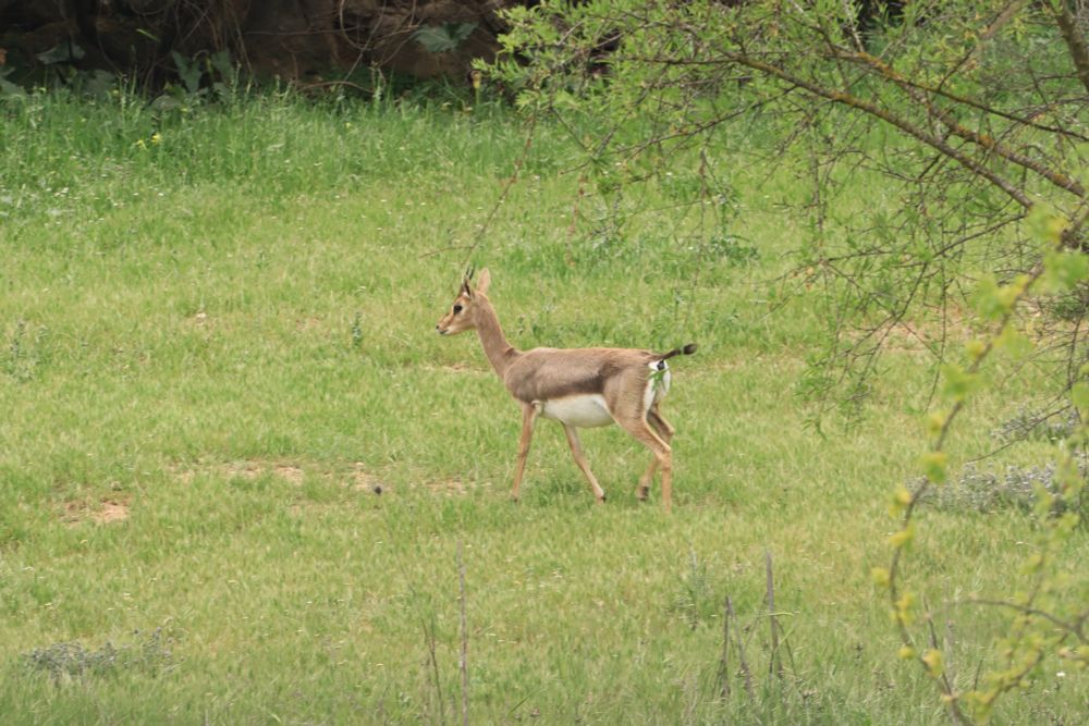 A mountain gazelle in a field.