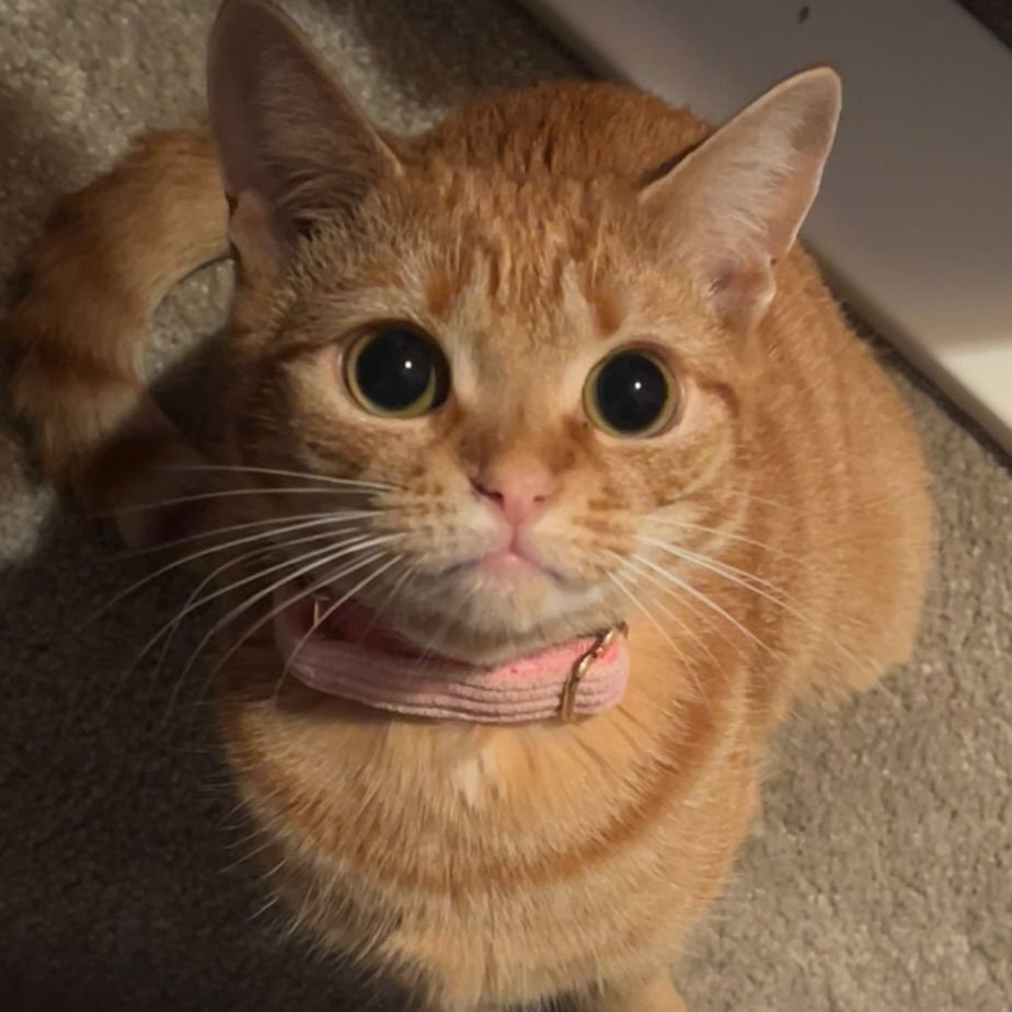 small ginger cat with wide circle eyes looking up
